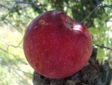 DSC02399.JPG