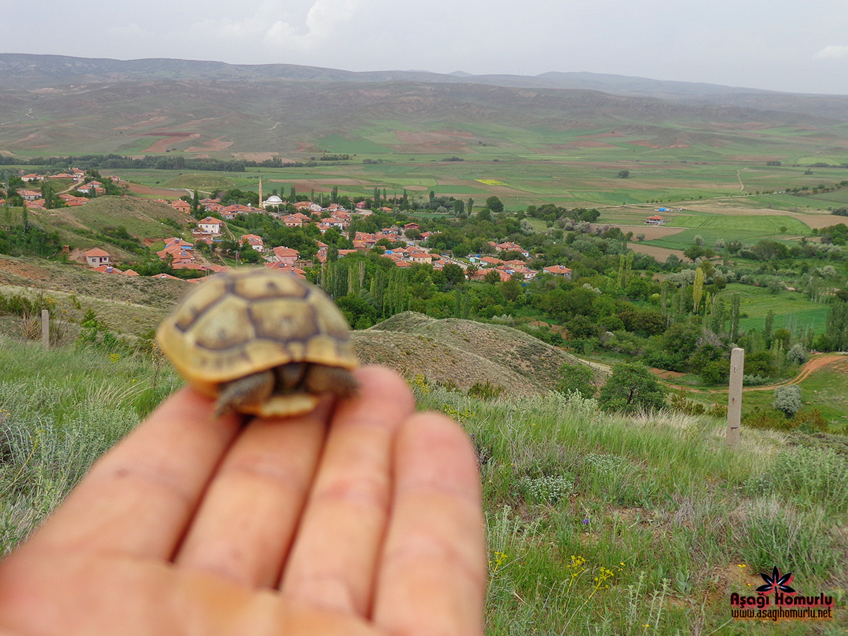 Bu pencereyi kapatmak iin resime klikleyin